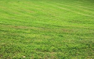 background with tiny green grass