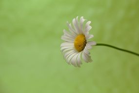 marguerite on a green background