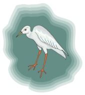 bird white heron standing