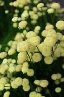 flowers flower bloom nature macro