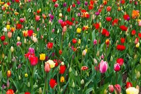 beautiful blooming flowers