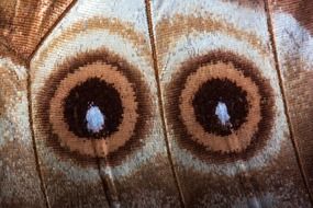 eyes butterfly exotic south america N3