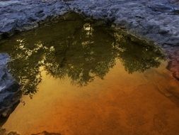 water reflection tree rainbow