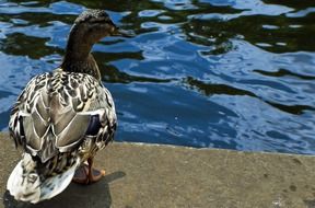 animal beak bird brown cute duck