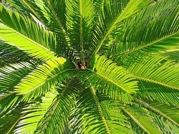 palm tree green leaves plant