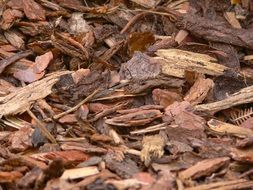 bark mulch wood snippets background