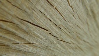 wood texture with cracks