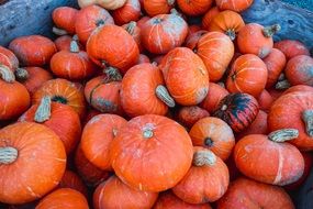 Orange pumpkins autumn harvest