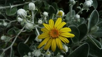 yellow mexican sunflower floral