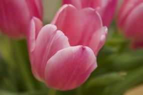 pink tulips flower tulip background