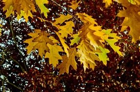 yellow oak leaves in autumn