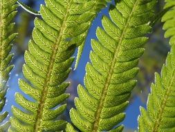 fern green sun nature leaf