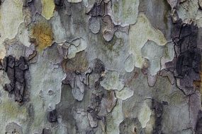 camouflage tree bark background