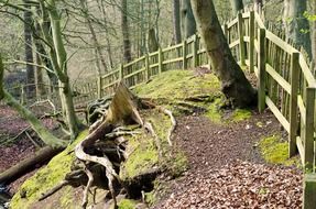 tree root in the forest