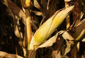 corn on the cob on autumn harvest