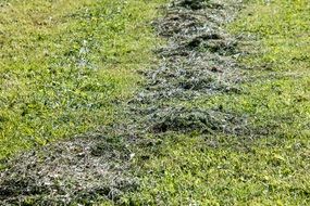 pasture meadow mow hay mowed