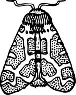moth insect wings top pattern