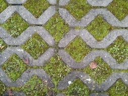 ground squares moss concrete green