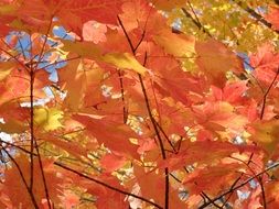 yellow red tree orange sky autumn