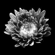 flower black and white floral