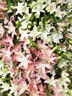 bush of white and pink flowers in a garden