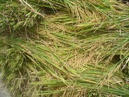 rice nature plant background food