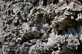 cork tree bark wood nature