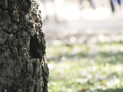 tree nature green background