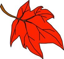 leaf red maple falling autumn