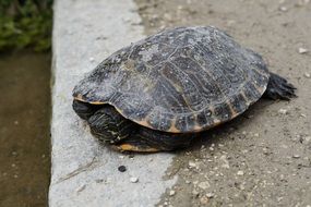Turtle on the road