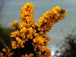 gorse furze yellow