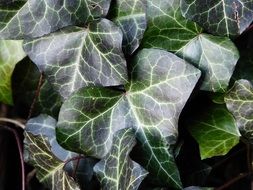 ivy green nature wild climber
