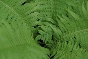 fern green leaves structure