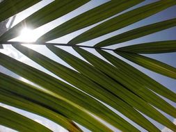 leaf light sun sky meditation