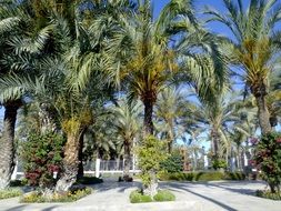 elche park nature palms decoration