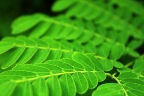 leaves oblong round