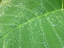 green background leaf water drops