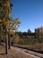 forest path in the autumn forest