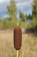 bulrush on background of the nature and the cloudy sky