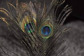 peacock feather macro