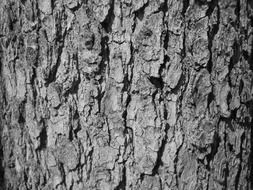 macroview of tree bark texture
