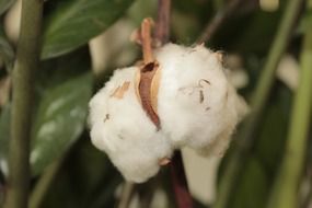 cotton flowers plant texture