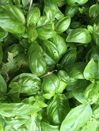 basil herbs green background