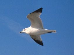 seagull bird white flying grey