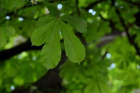 background image chestnut leaves