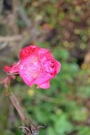 pink rose on the flowerbed