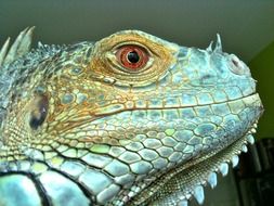 green and blue iguana