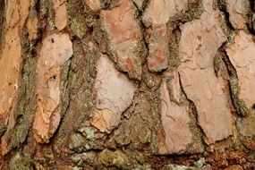 pine bark background