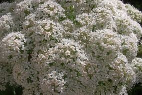 beautiful carrot flowering spring