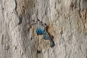 trunk tree scorza pattern bark